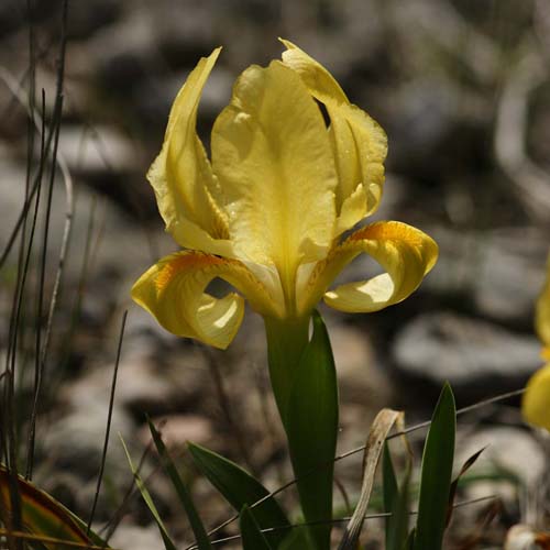 Iris nain - Iris lutescens