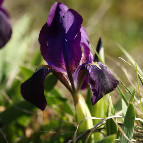 Iris nain - Iris lutescens