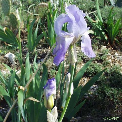 Iris pâle - Iris pallida