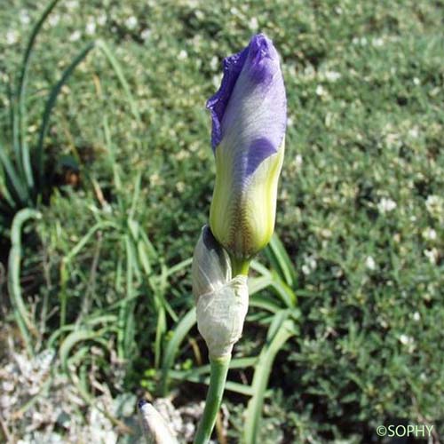 Iris pâle - Iris pallida subsp. pallida