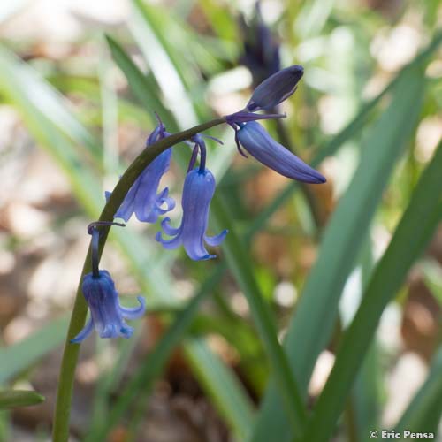 Jacinthe des bois - Hyacinthoides non-scripta