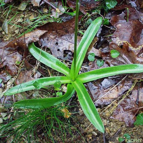 Jacinthe des Pyrénées - Tractema lilio-hyacinthus