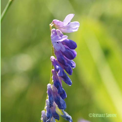 Jarosse - Vicia cracca