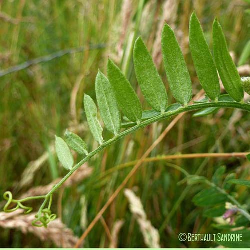 Jarosse - Vicia cracca