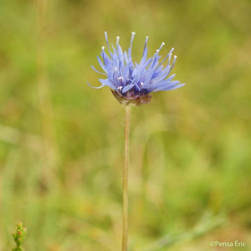 Jasione des montagnes - Jasione montana