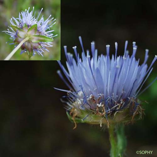 Jasione lisse - Jasione laevis