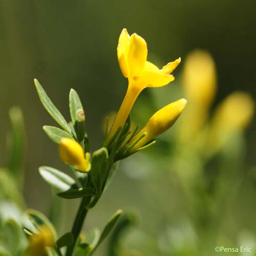 Jasmin ligneux - Jasminum fruticans