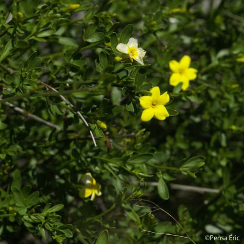 Jasmin ligneux - Jasminum fruticans