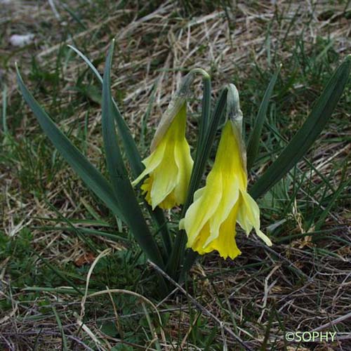 Jonquille - Narcissus jonquilla subsp. jonquilla