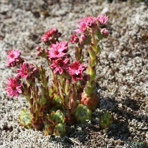 Joubarbe des montagnes - Sempervivum montanum subsp. montanum