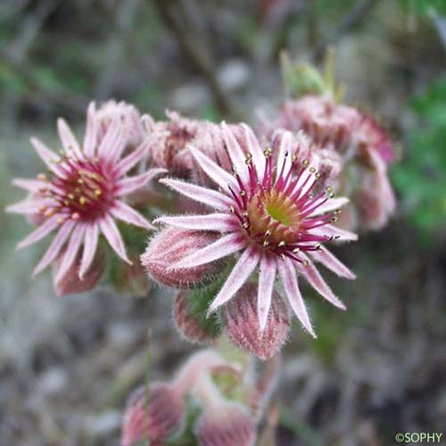 Joubarbe des toits - Sempervivum tectorum