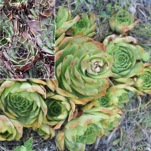 Joubarbe des toits - Sempervivum tectorum