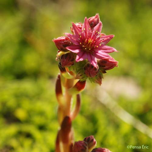 Joubarbe tomenteuse - Sempervivum arachnoideum var. tomentosum