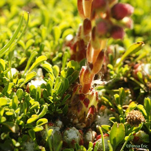 Joubarbe tomenteuse - Sempervivum arachnoideum var. tomentosum