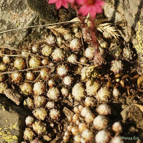 Joubarbe tomenteuse - Sempervivum arachnoideum