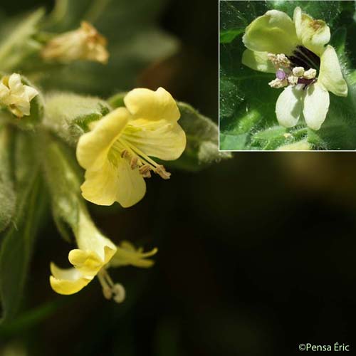 Jusquiame blanche - Hyoscyamus albus