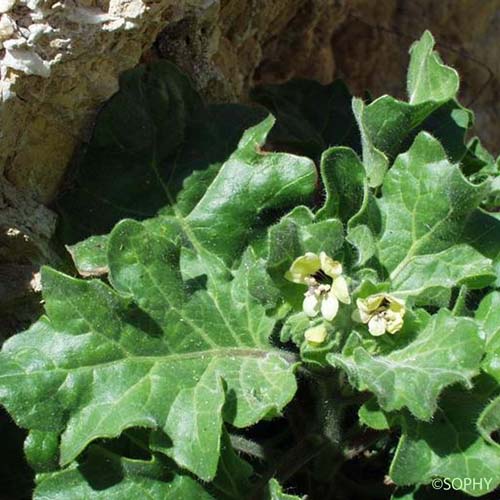 Jusquiame blanche - Hyoscyamus albus