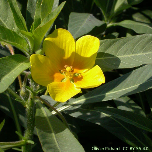 Jussie à grandes fleurs - Ludwigia grandiflora subsp. hexapetala