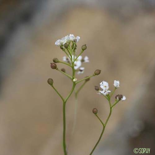 Kernère des rochers - Kernera saxatilis