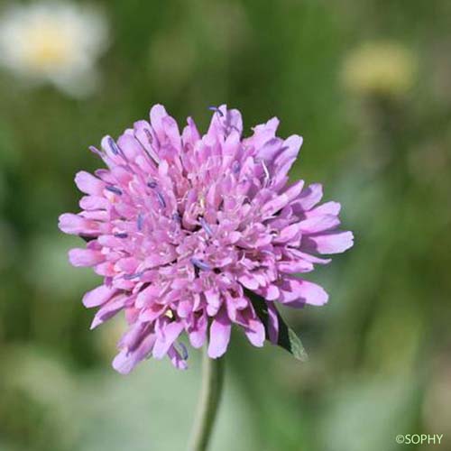 Knautie à feuilles de cardère - Knautia dipsacifolia