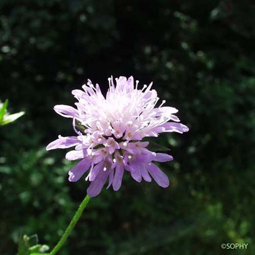 Knautie à feuilles entières - Knautia integrifolia