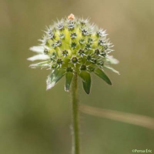 Knautie des collines - Knautia collina