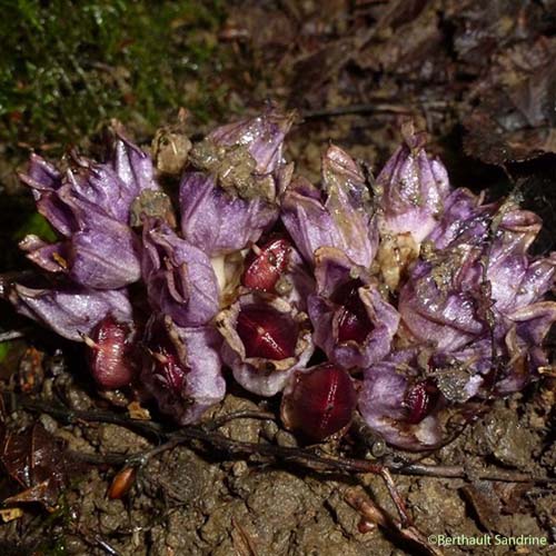 Lathrée Clandestine - Lathraea clandestina