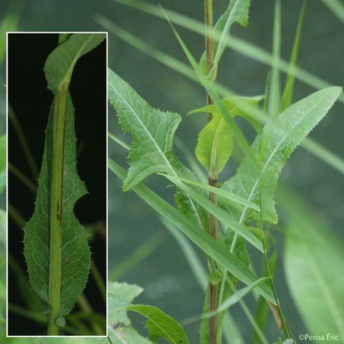 Laiteron des champs - Sonchus arvensis subsp. arvensis