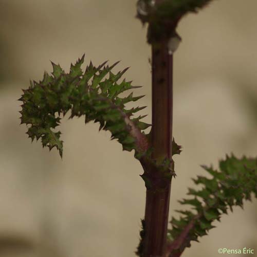 Laiteron glauque - Sonchus asper subsp. glaucescens