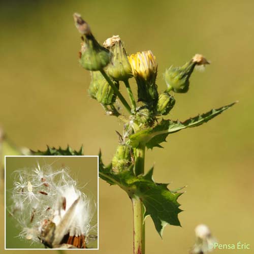 Laiteron maraîcher - Sonchus oleraceus