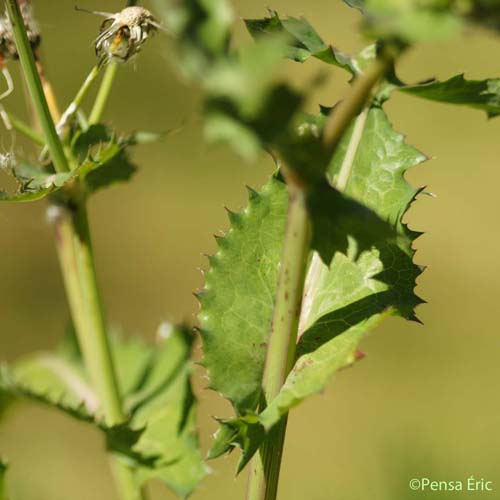 Laiteron maraîcher - Sonchus oleraceus