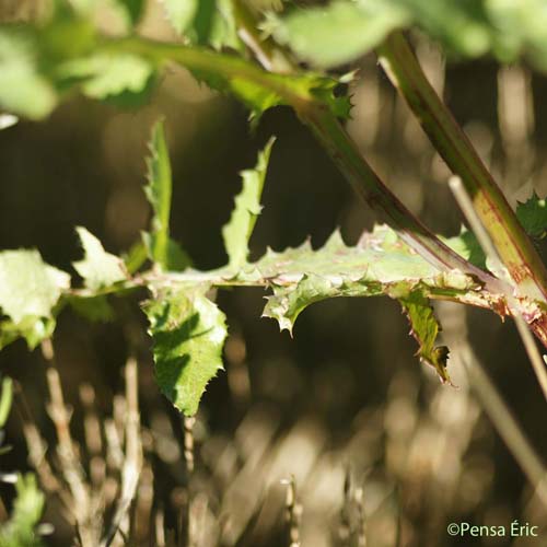 Laiteron maraîcher - Sonchus oleraceus