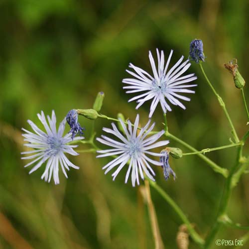 Laitue de Plumier - Lactuca plumieri