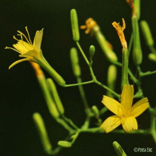 Laitue des murailles - Lactuca muralis