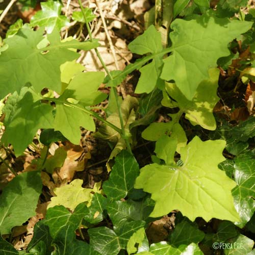 Laitue des murailles - Lactuca muralis