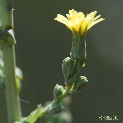 Laitue sauvage - Lactuca serriola