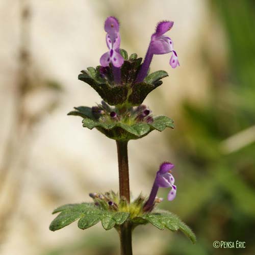 Lamier amplexicaule - Lamium amplexicaule