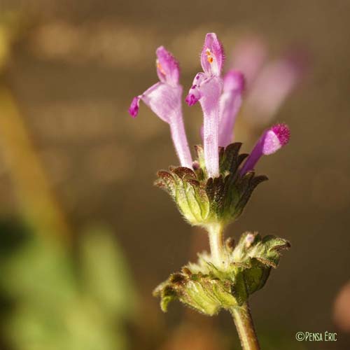 Lamier amplexicaule - Lamium amplexicaule