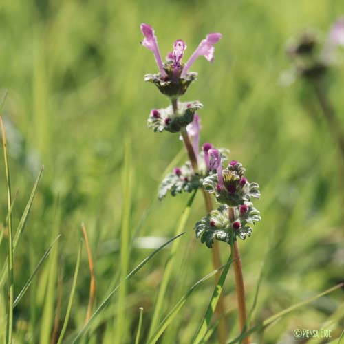 Lamier amplexicaule - Lamium amplexicaule