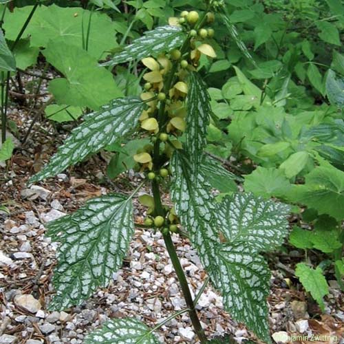 Lamier argenté - Lamium galeobdolon subsp. argentatum