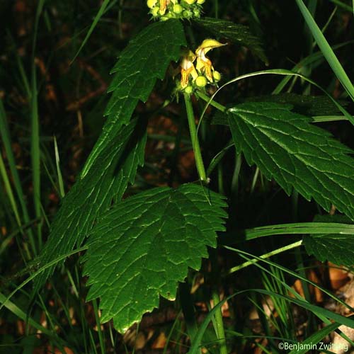 Lamier des montagnes - Lamium galeobdolon subsp. montanum