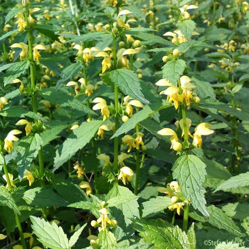 Lamier des montagnes - Lamium galeobdolon subsp. montanum