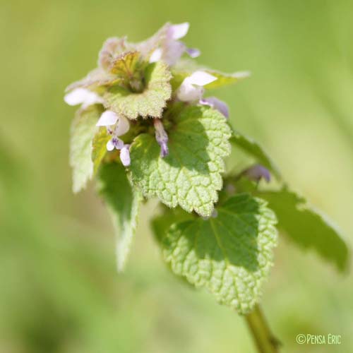 Lamier pourpre - Lamium purpureum