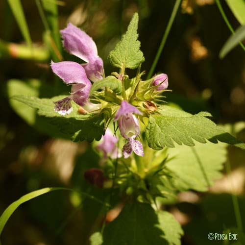 Lamier tacheté - Lamium maculatum