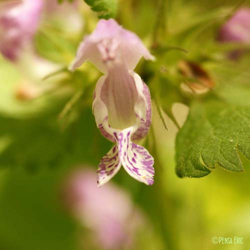 Lamier tacheté - Lamium maculatum