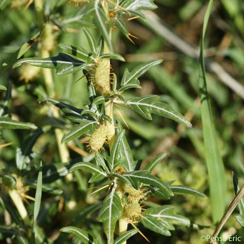 Lampourde épineuse - Xanthium spinosum