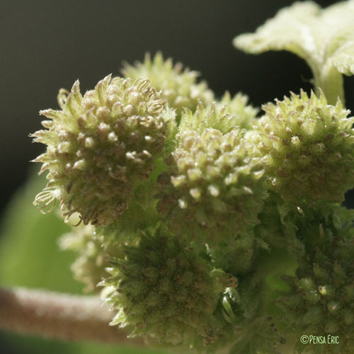 Lampourde glouteron - Xanthium strumarium