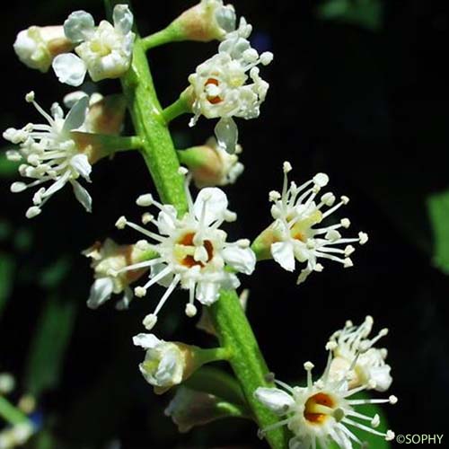 Laurier-cerise - Prunus laurocerasus