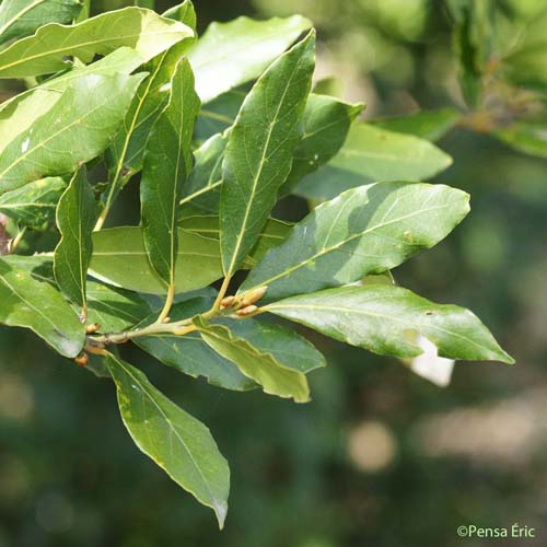 Laurier-sauce - Laurus nobilis