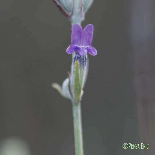 Lavande à feuilles larges - Lavandula latifolia